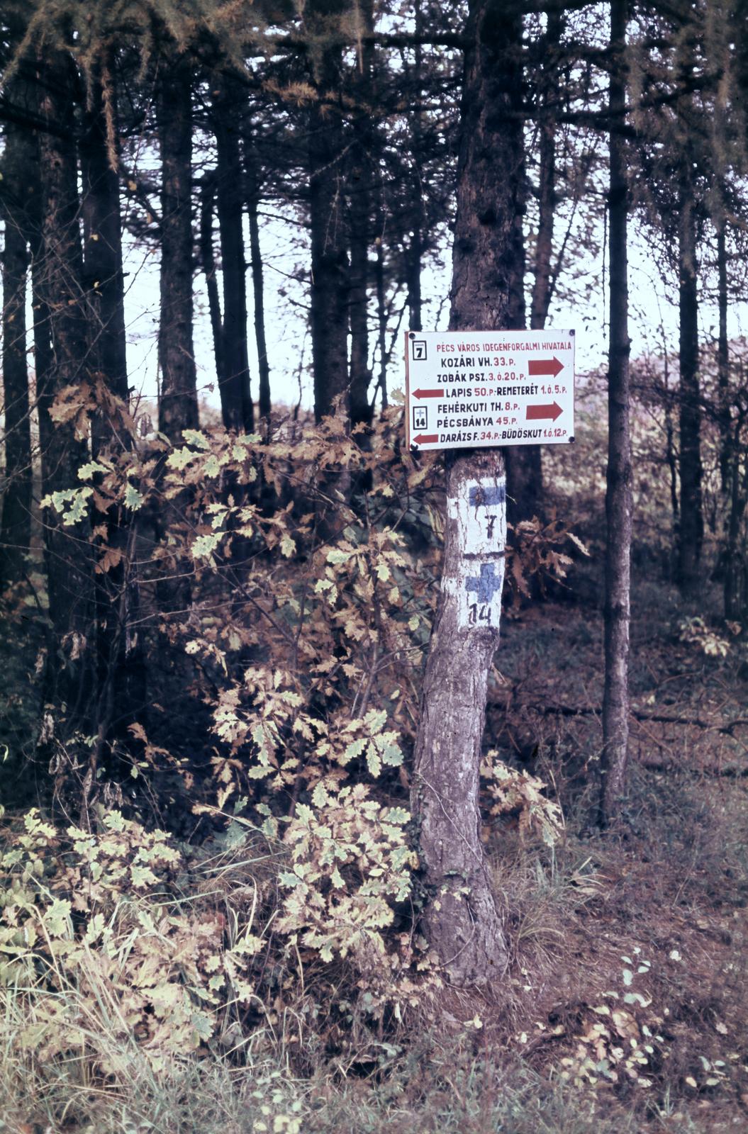 Magyarország, Mecsek, Pécs, a felvétel a Fehérkúti turistaház közelében készült., 1960, Szalontai Tamás, turistajelzés, színes, Fortepan #302141