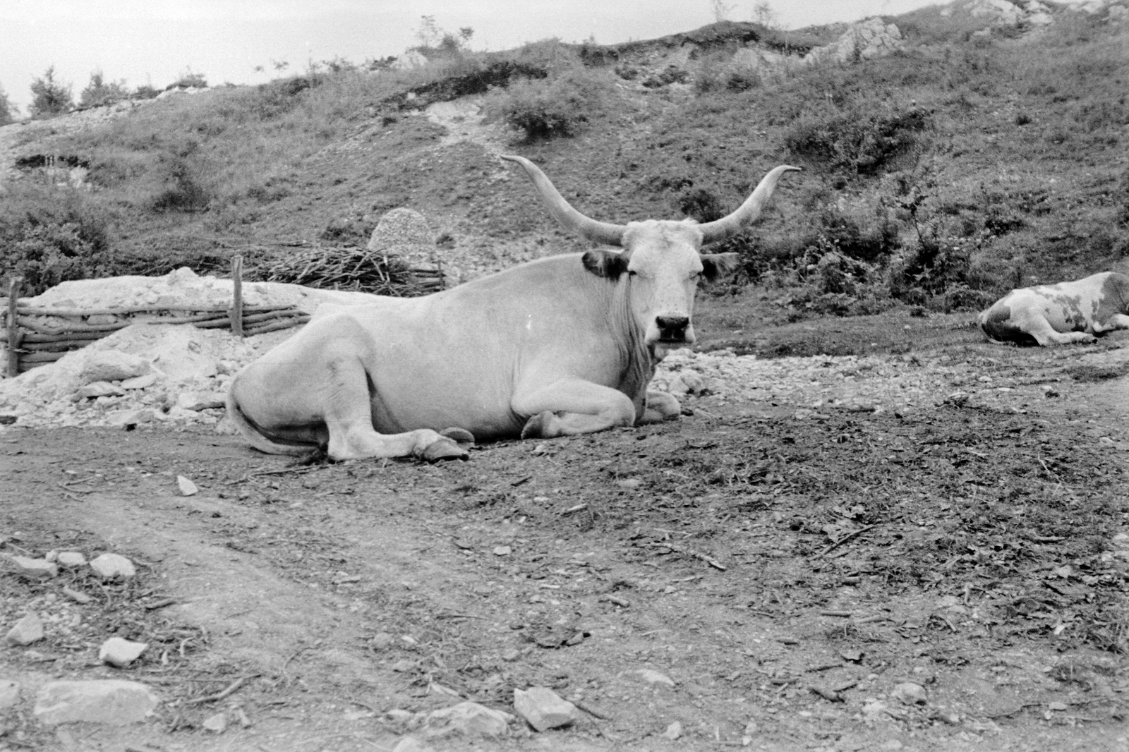 1957, Németh Tamás, cattle, Fortepan #30235