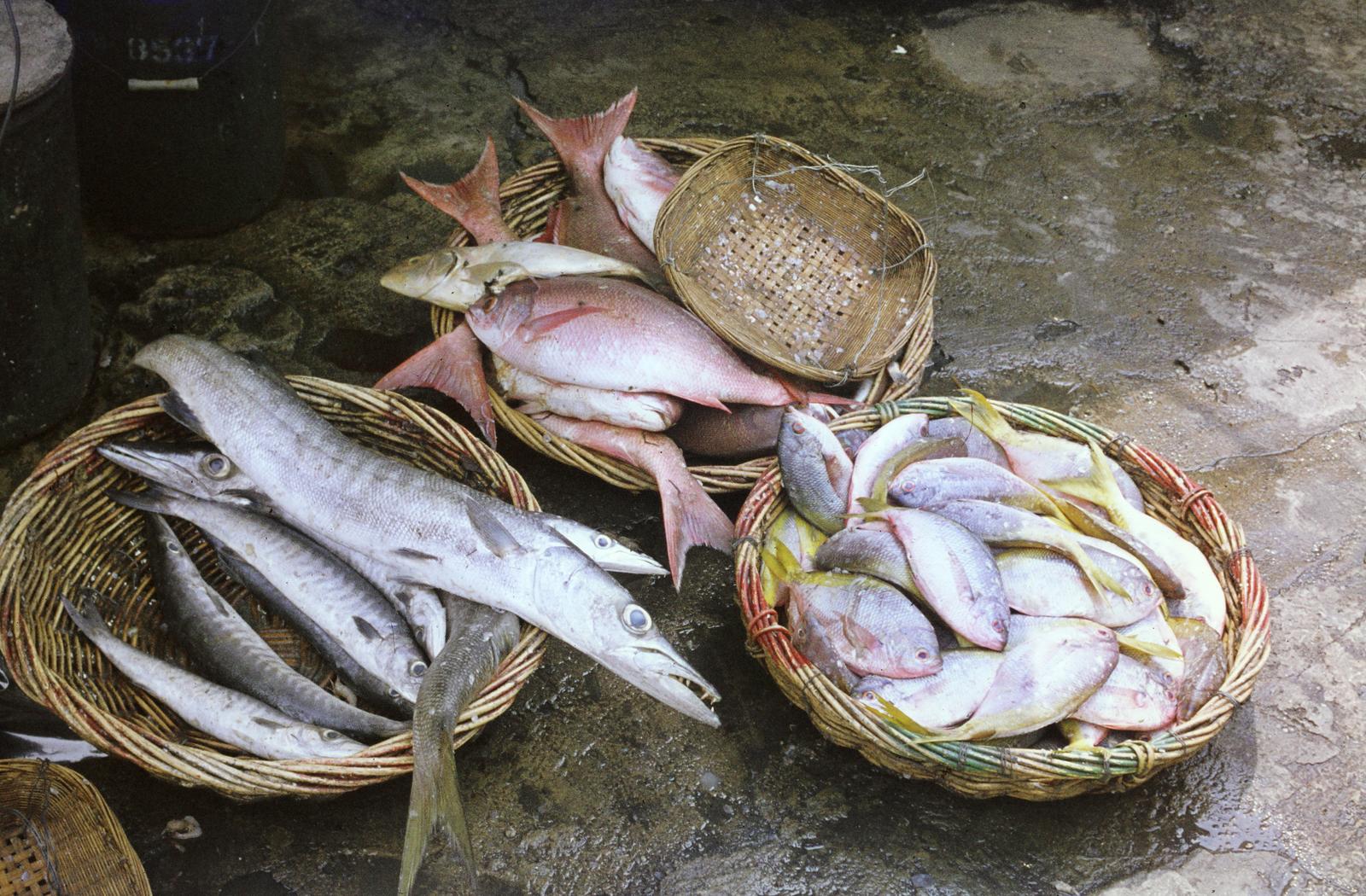 1977, Szomolányi József, colorful, fish, basket, Fortepan #302710