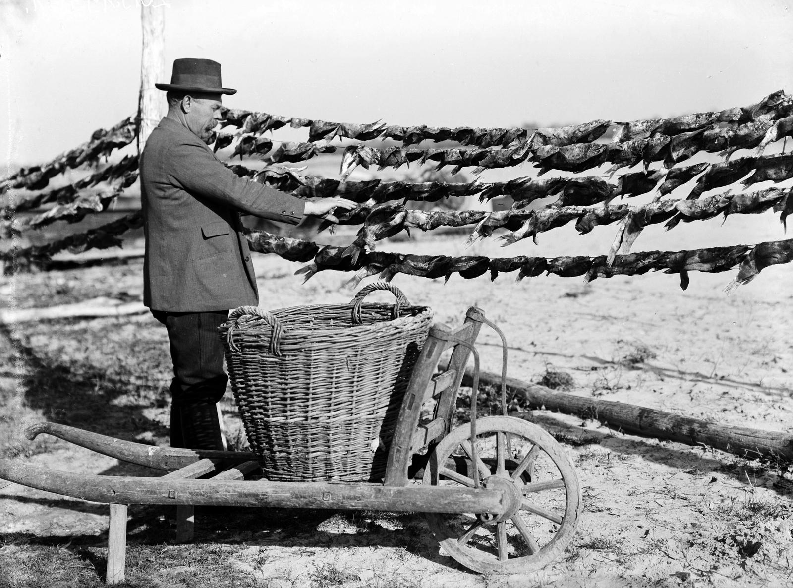 1912, SZTFH Földtani Szolgálatának gyűjteménye, dried fish, wheelbarrow, fish, Fortepan #303293