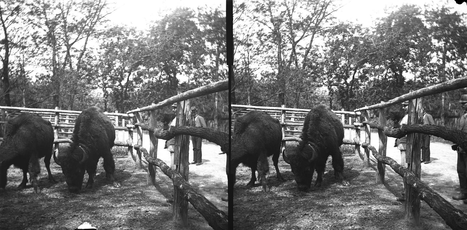 A kép forrását kérjük így adja meg: Fortepan / MMKM. Levéltári jelzet: MMKM TTFGY 2019.1., 1907, Magyar Műszaki és Közlekedési Múzeum / Eötvös Loránd, zoo, railing, stereophoto, bison, visitors, Fortepan #303500