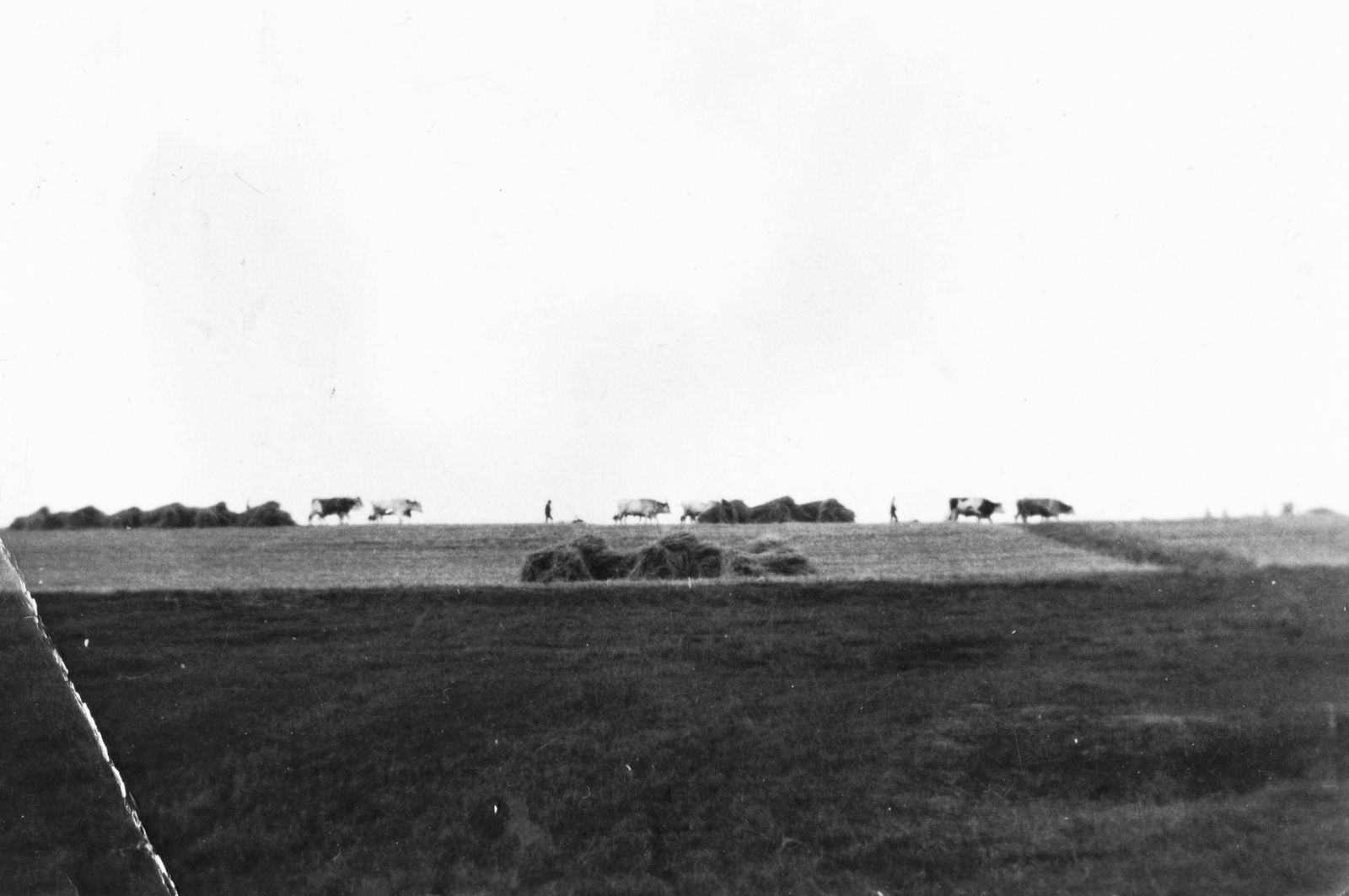 1936, Székely Márton, cattle, Fortepan #30364