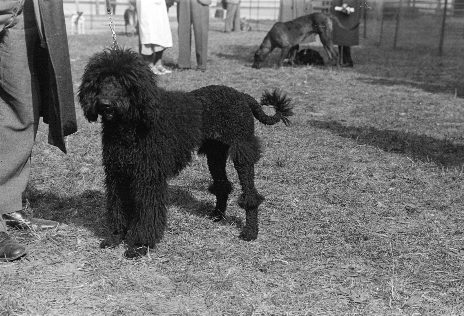 1939, Inkey Tibor, dog, Fortepan #303675
