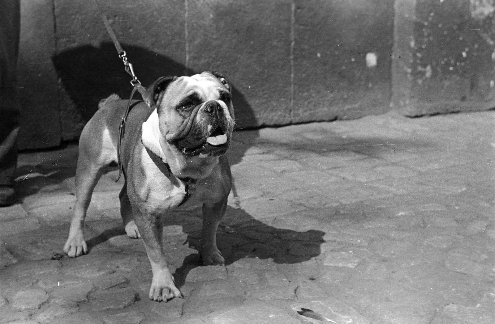 1939, Inkey Tibor, kutya, Fortepan #303676