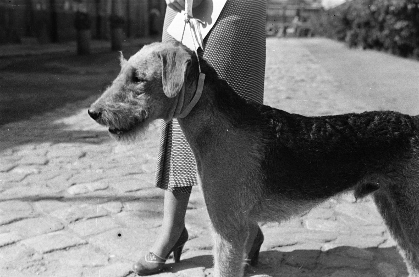 1939, Inkey Tibor, dog, Fortepan #303679