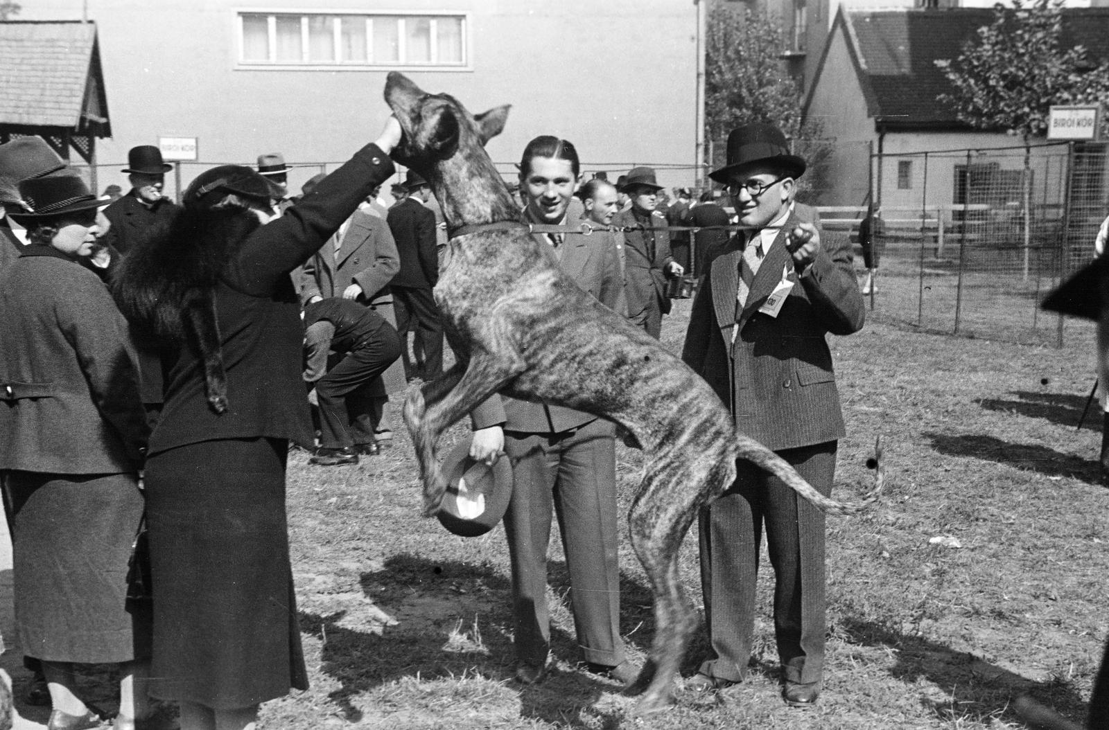 1939, Inkey Tibor, mutatvány, póráz, kutya, Fortepan #303681