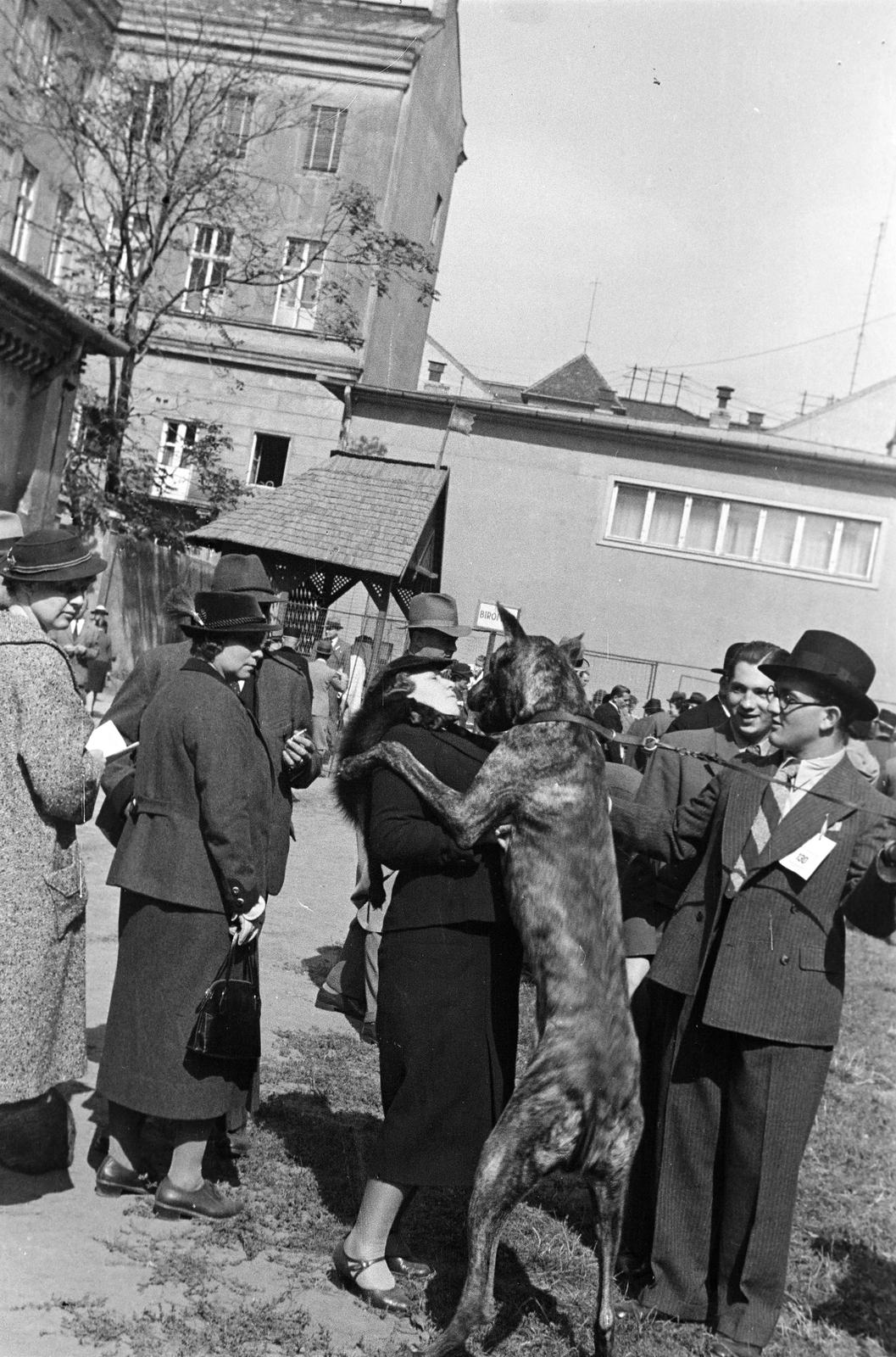1939, Inkey Tibor, dog, Fortepan #303682