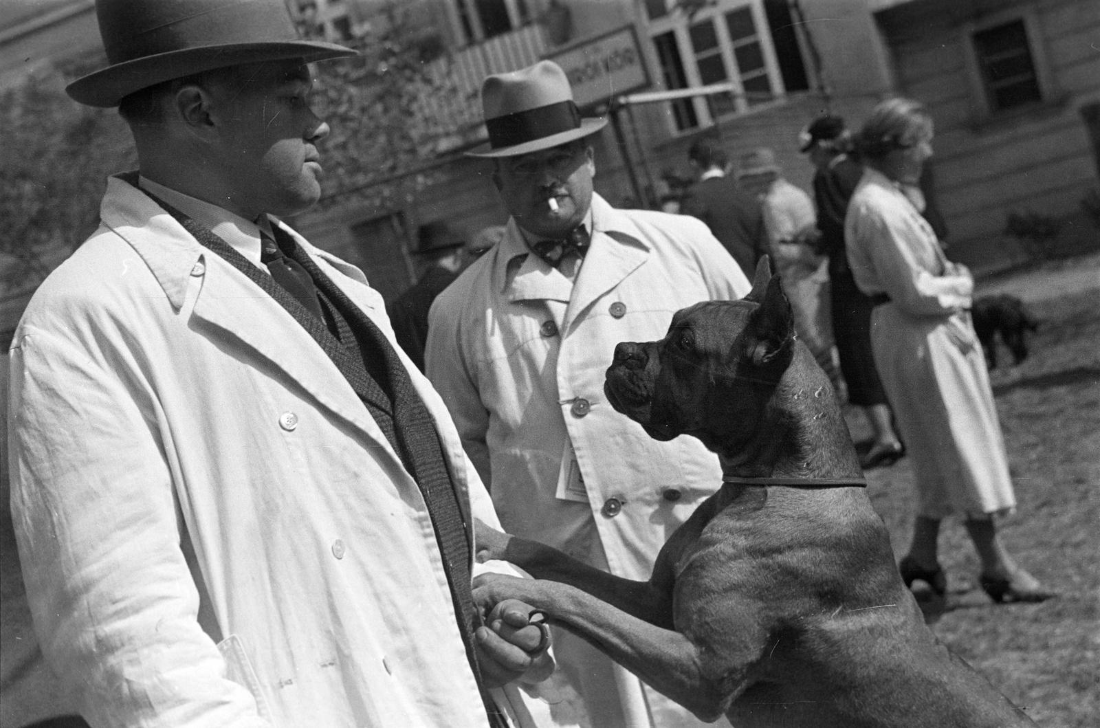 1939, Inkey Tibor, Best of, slanted, dog, Fortepan #303685