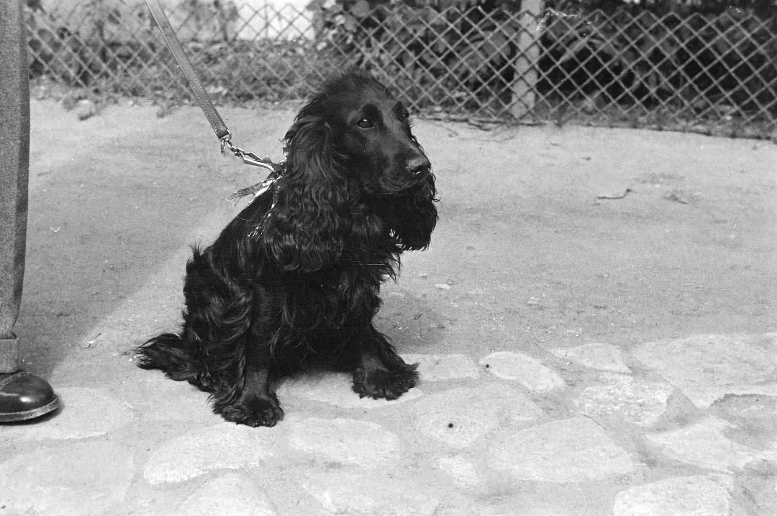 1939, Inkey Tibor, spaniel, dog, Fortepan #303687