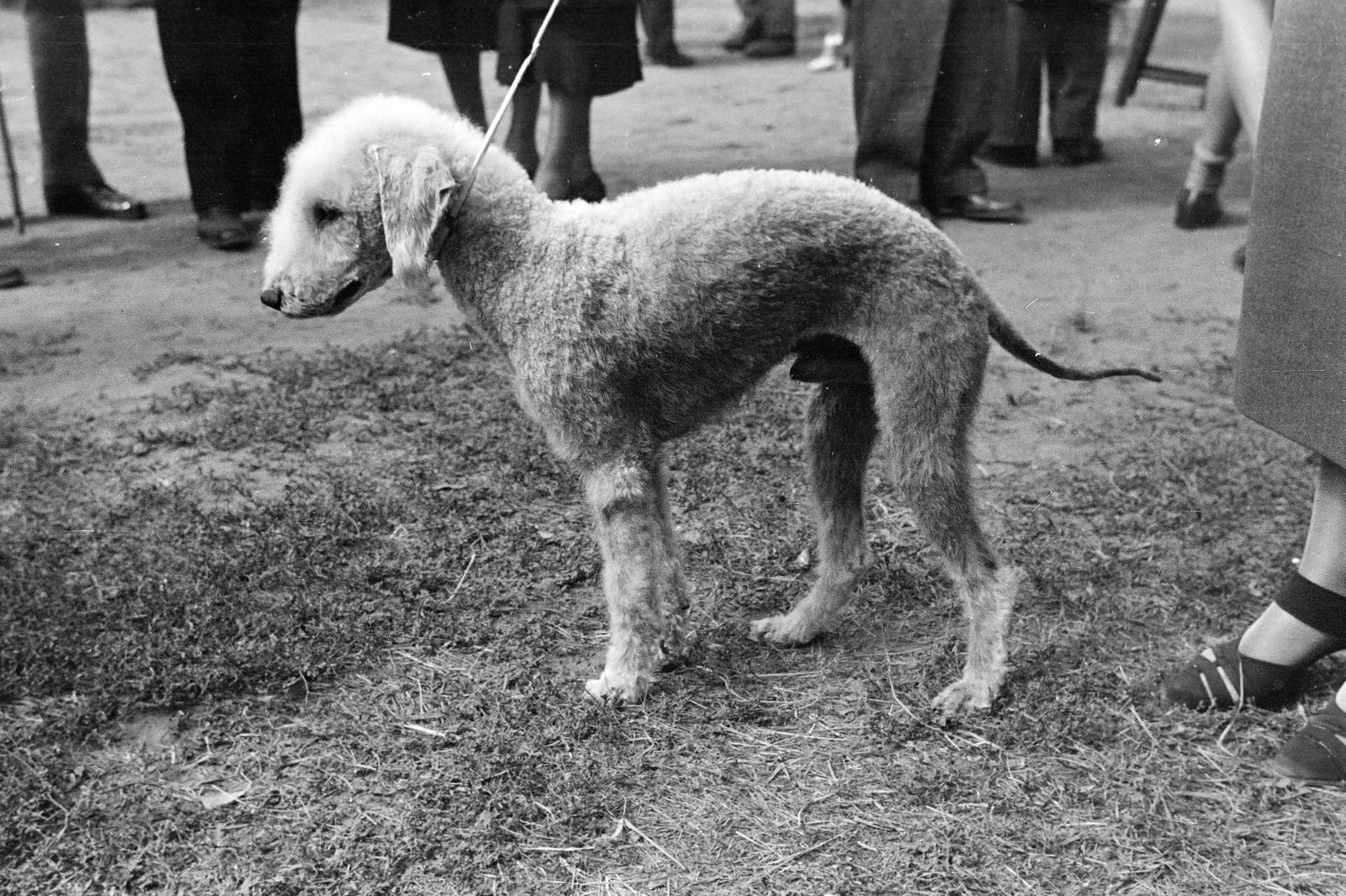 1939, Inkey Tibor, dog, Fortepan #303688