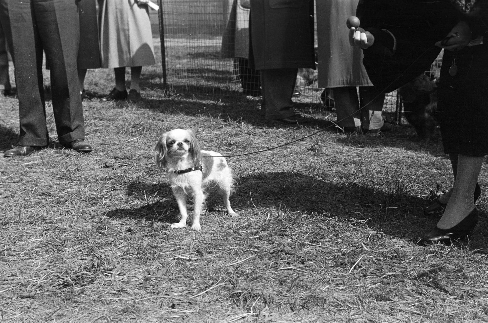 1939, Inkey Tibor, dog, Fortepan #303691