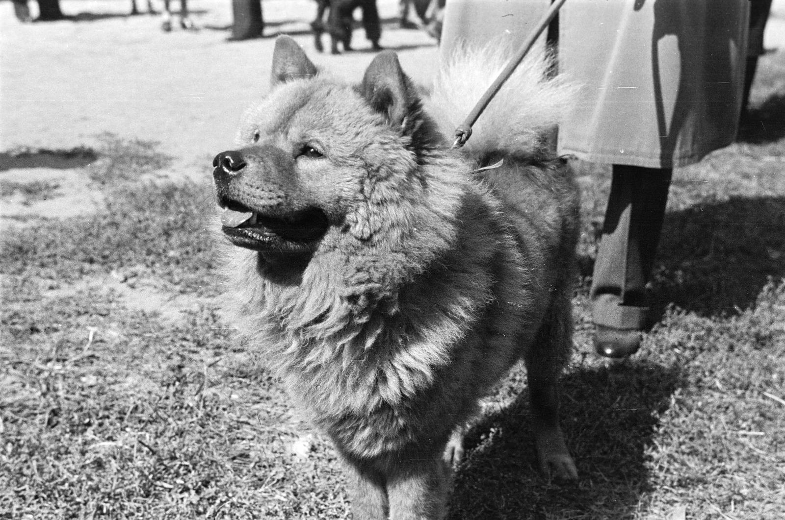 1939, Inkey Tibor, Fortepan #303692