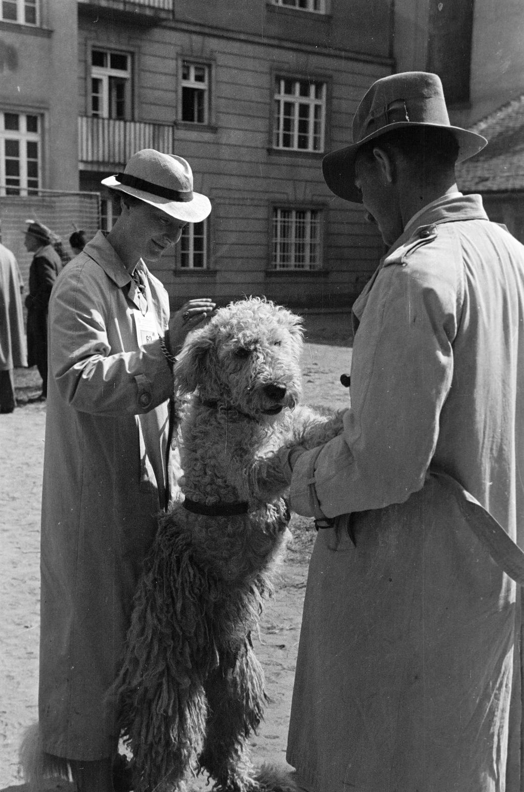 1939, Inkey Tibor, dog, Fortepan #303694