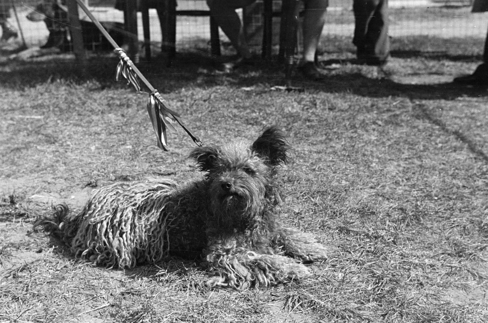 1939, Inkey Tibor, póráz, kutya, Fortepan #303696