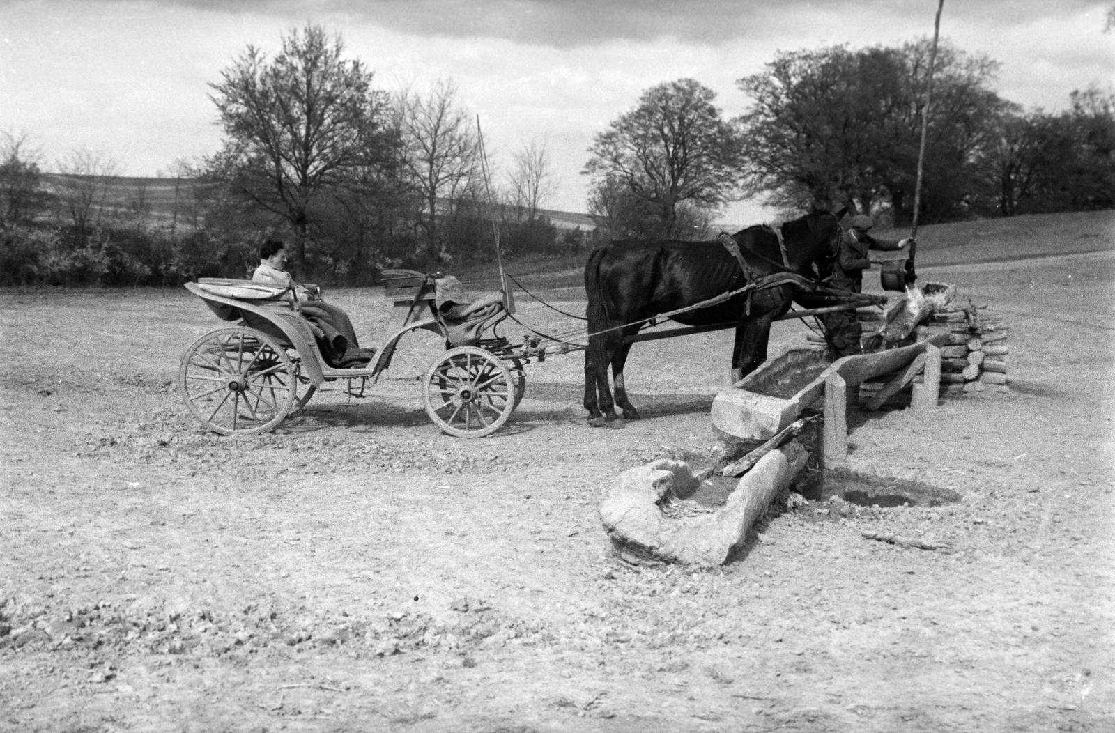 1941, Inkey Tibor, hintó, itatóvályú, itatás, Fortepan #303732