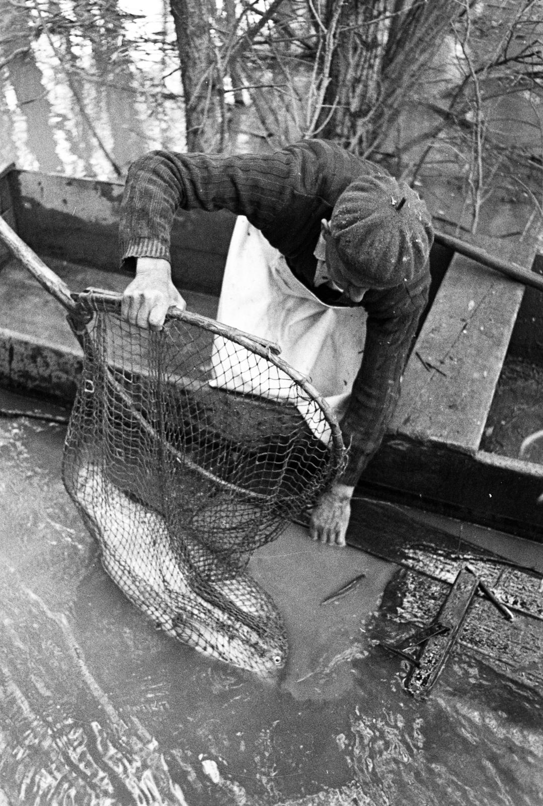 Hungary, Algyő, Atkai Holt-Tisza, halász a haltárolóba rakja a fogását., 1978, Szebeni András, extinct crafts, hold in arms, fishing net, fishing, Fortepan #304067