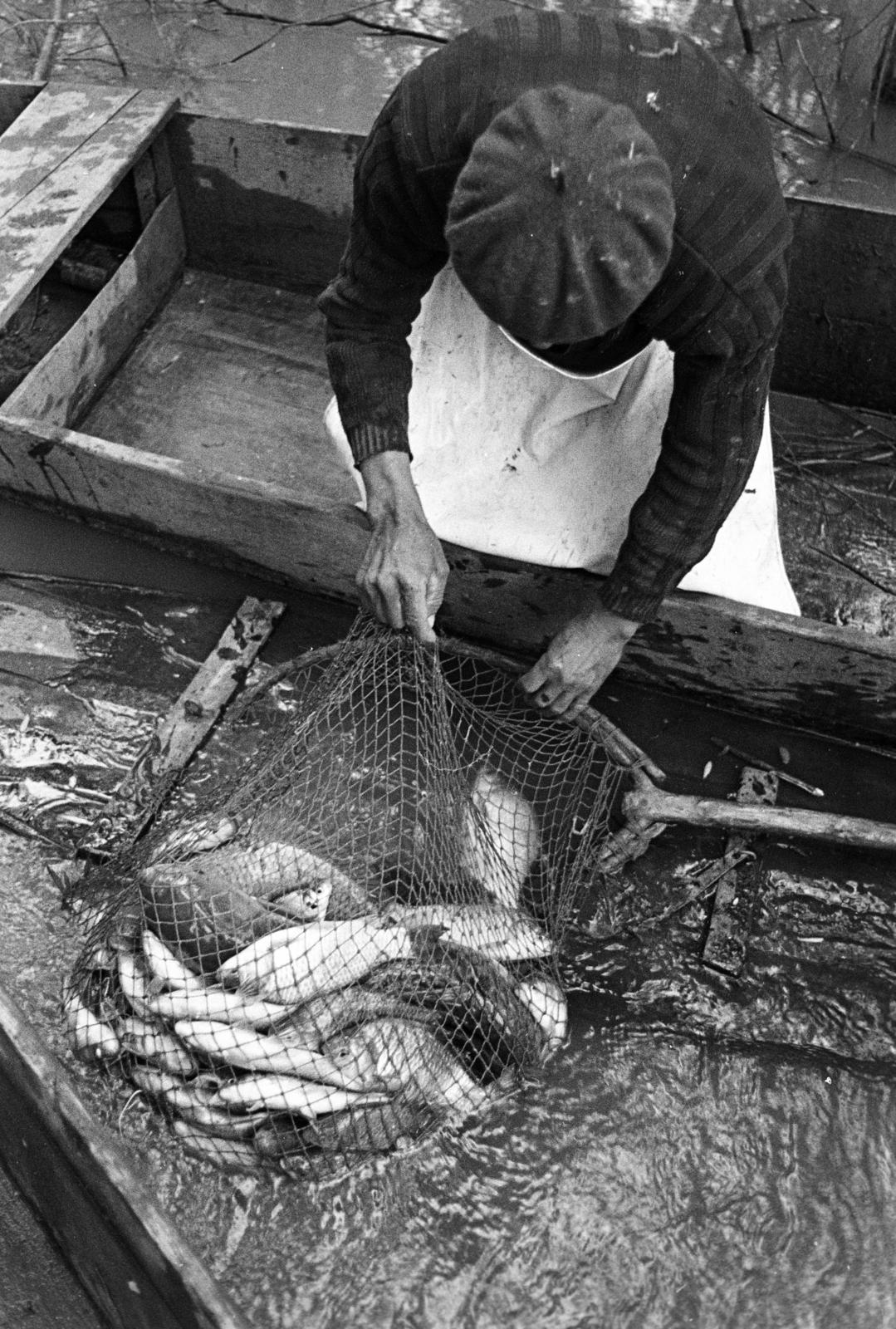 1981, Szebeni András, hal, zsákmány, halászat, Fortepan #304068