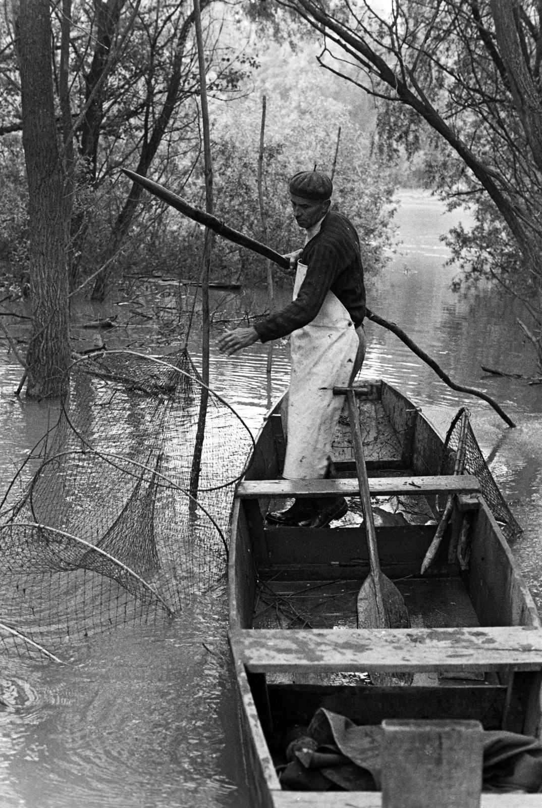 Hungary, Algyő, Atkai Holt-Tisza, halászat varsával., 1978, Szebeni András, fishing net, fishing, Fortepan #304069
