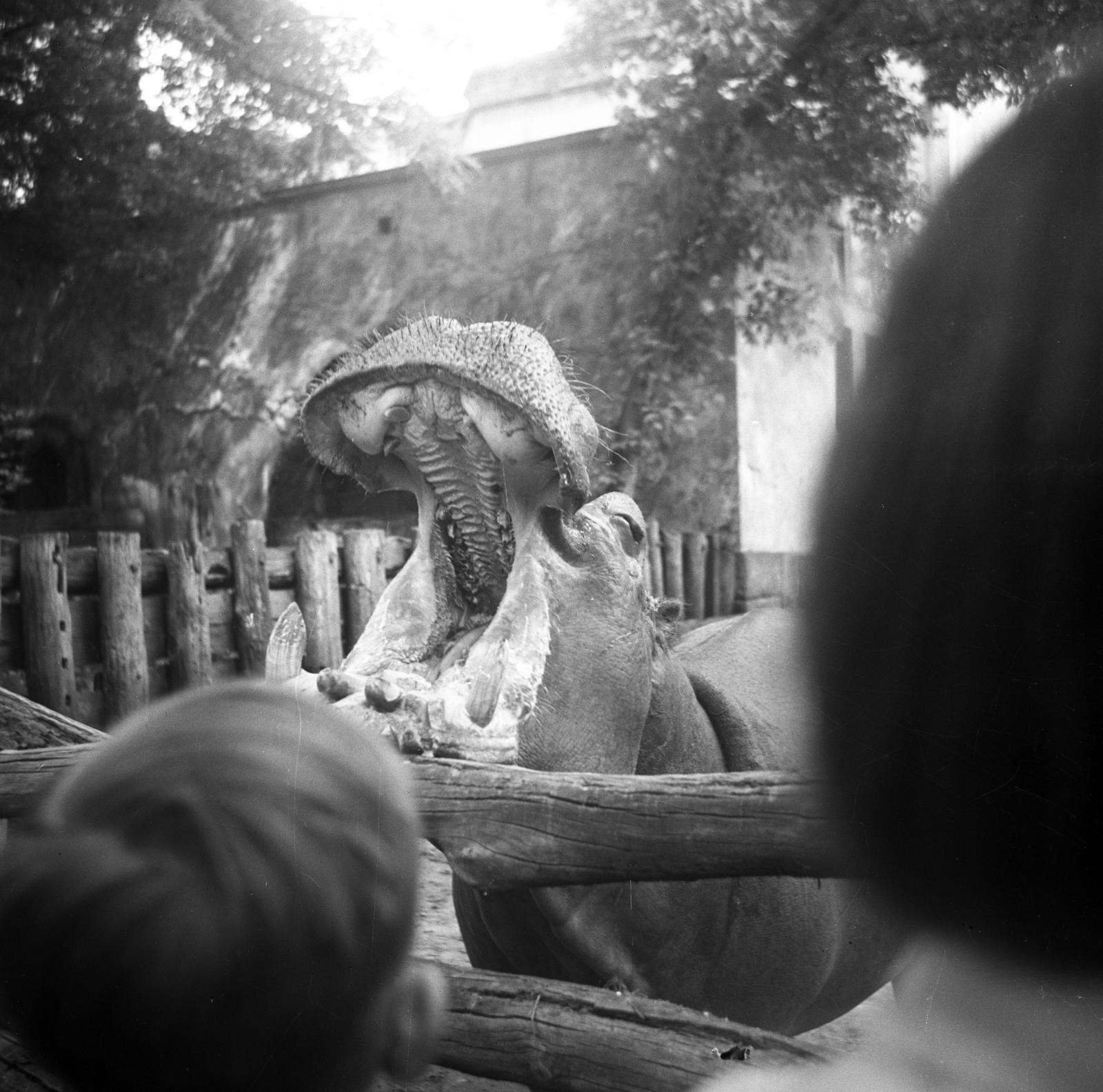 1962, Bán Tamás, víziló, Fortepan #304355