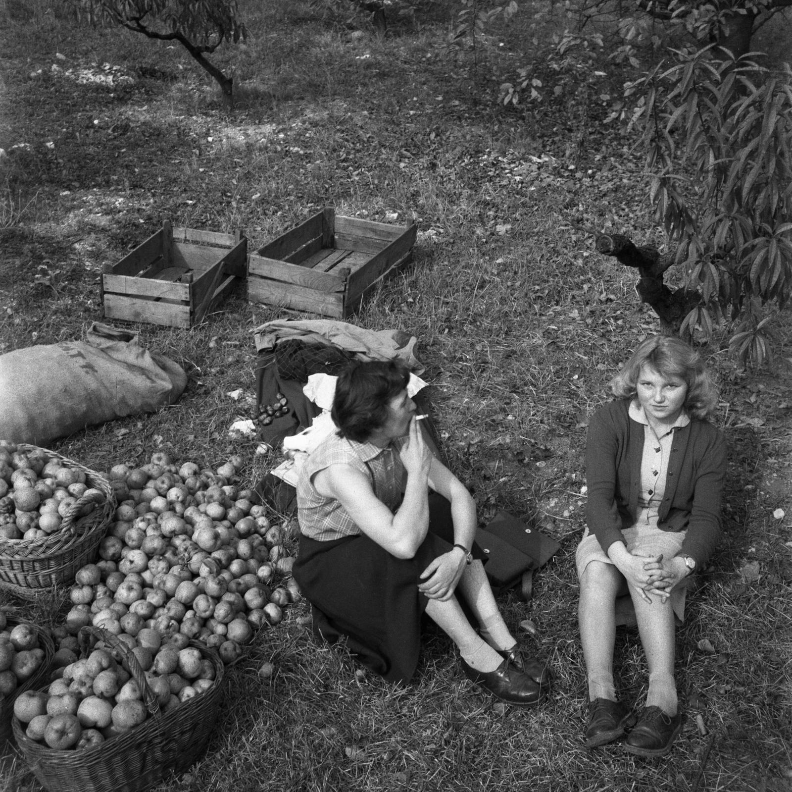 1958, Bán Tamás, smoking, volunteering, fruit, sitting on the ground, agriculture, Fortepan #304408