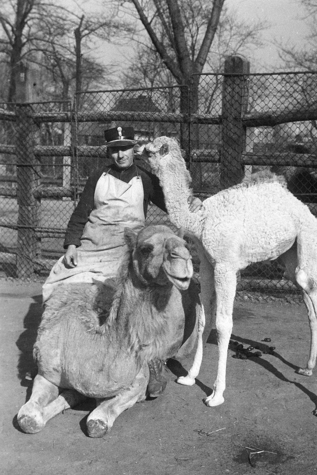 Hungary, Zoo, Budapest XIV., nőstény teve újszülött borjával és gondozójuk., 1938, Inkey Tibor, camel, zoo, Budapest, Fortepan #304523