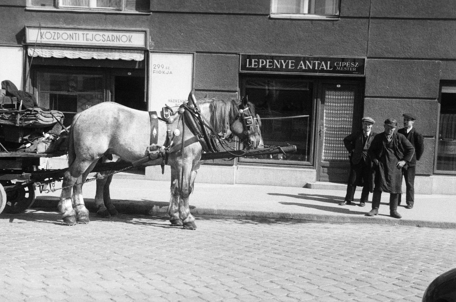 1939, Inkey Tibor, lovaskocsi, cipész, tejbolt, lószerszám, Fortepan #304584