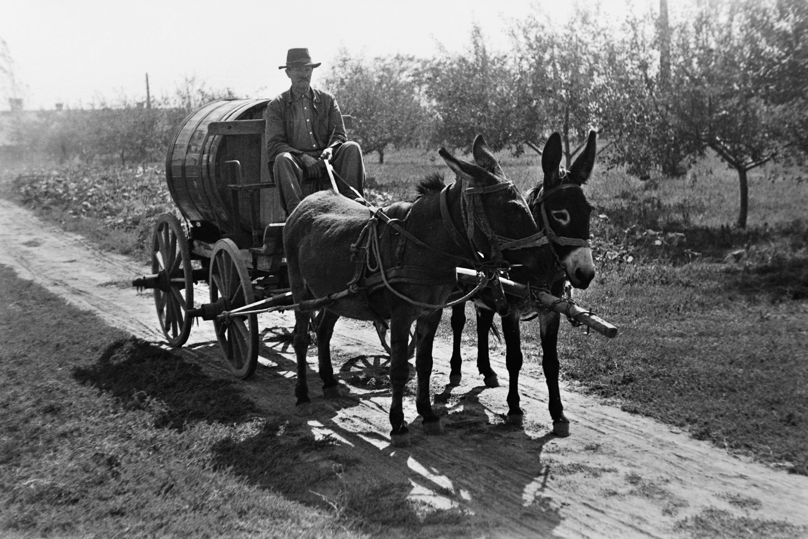 1960, Németh Tamás, hat, village, garden, chariot, dirt road, donkey, barrel, coach, man, teamster, Fortepan #30468