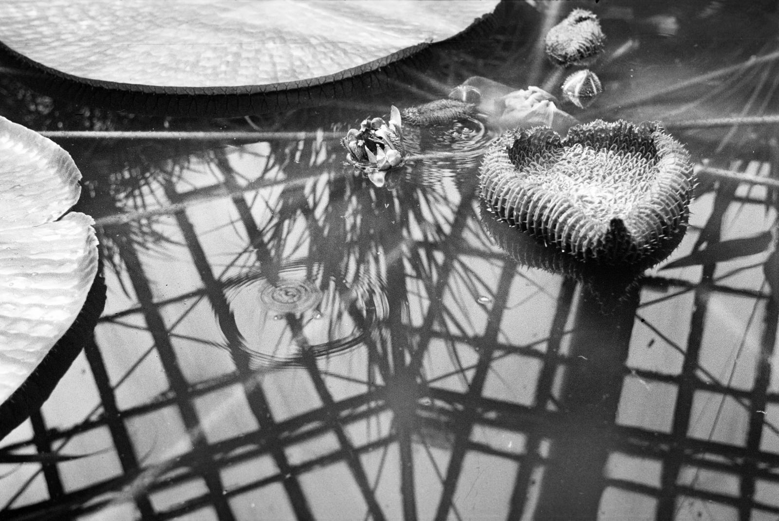 Magyarország, Budapest VIII., Füvészkert, Viktória-ház, virágzó amazóniai tündérrózsák., 1939, Inkey Tibor, vizililiom, víztükör, Budapest, Fortepan #304728