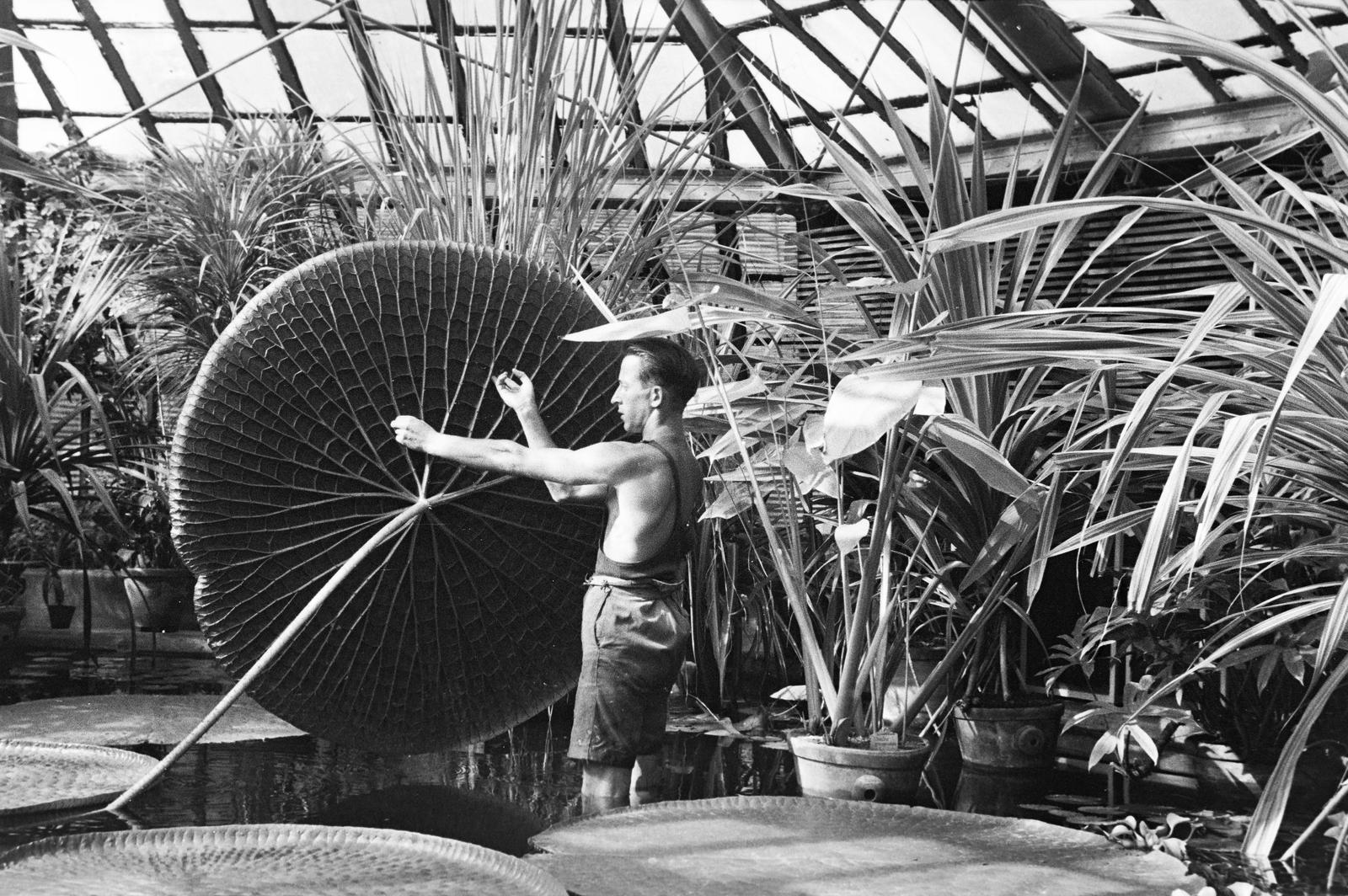 Hungary, Budapest VIII., Füvészkert, Viktória-ház, virágzó amazóniai tündérrózsák., 1939, Inkey Tibor, Best of, water lily, greenhouse, Budapest, Fortepan #304732