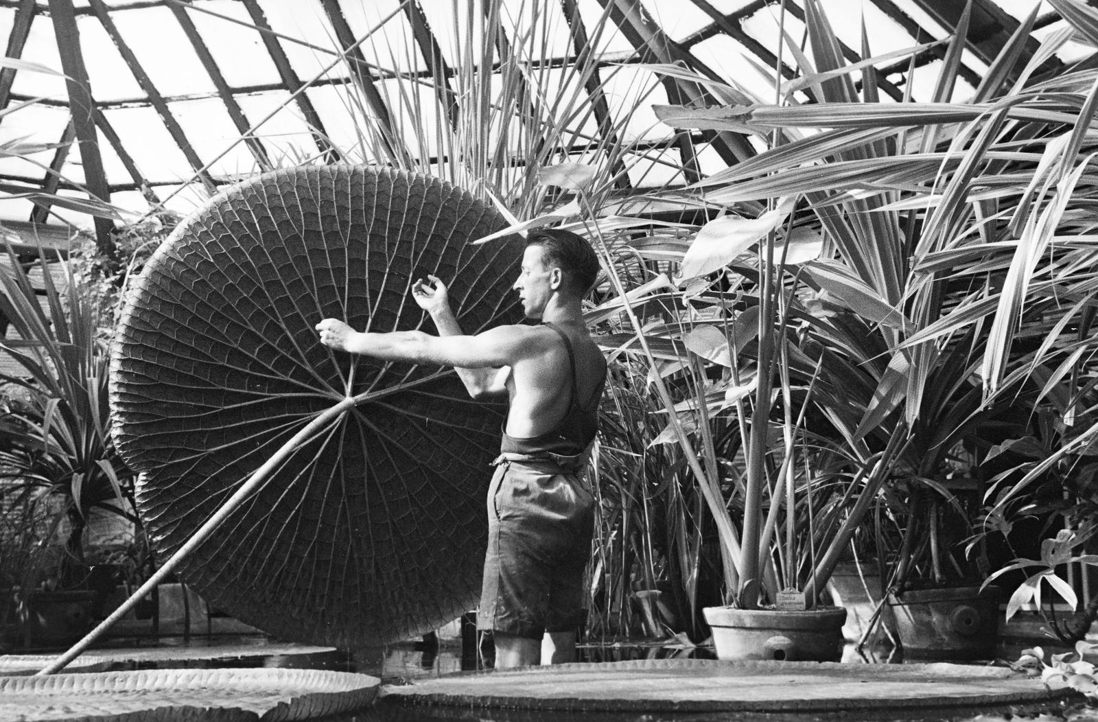 1939, Inkey Tibor, water lily, Fortepan #304733