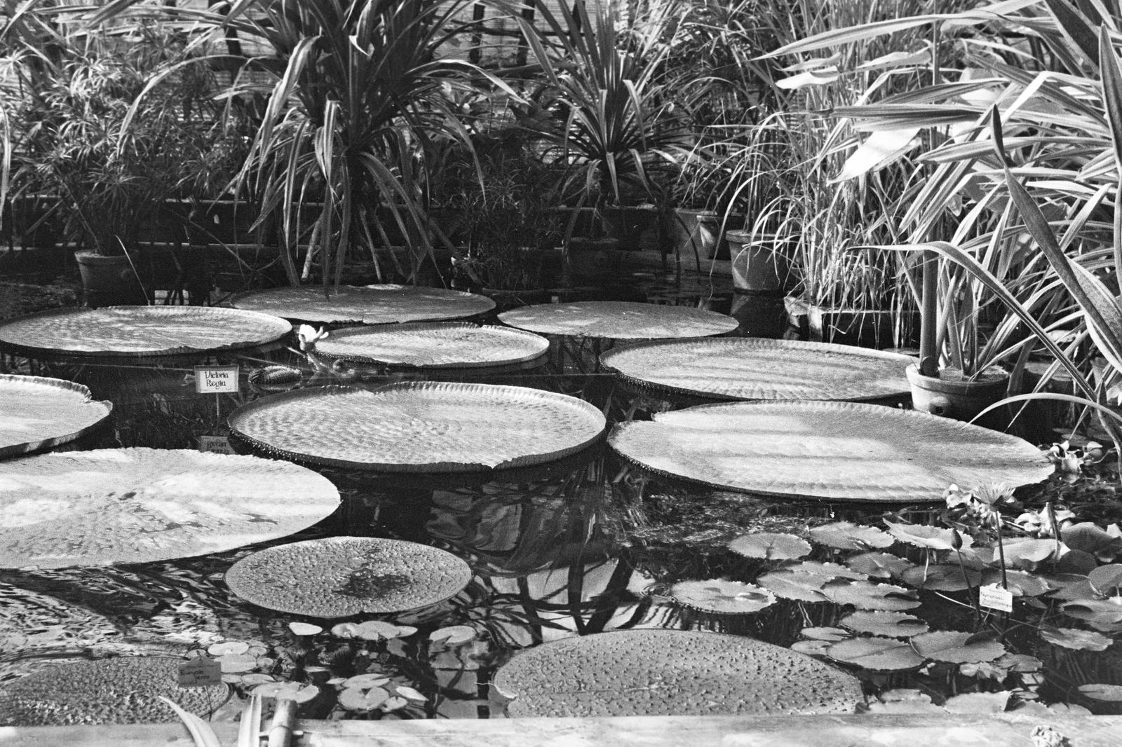 Magyarország, Budapest VIII., Füvészkert, Viktória-ház, virágzó amazóniai tündérrózsák., 1939, Inkey Tibor, vizililiom, Budapest, Fortepan #304734