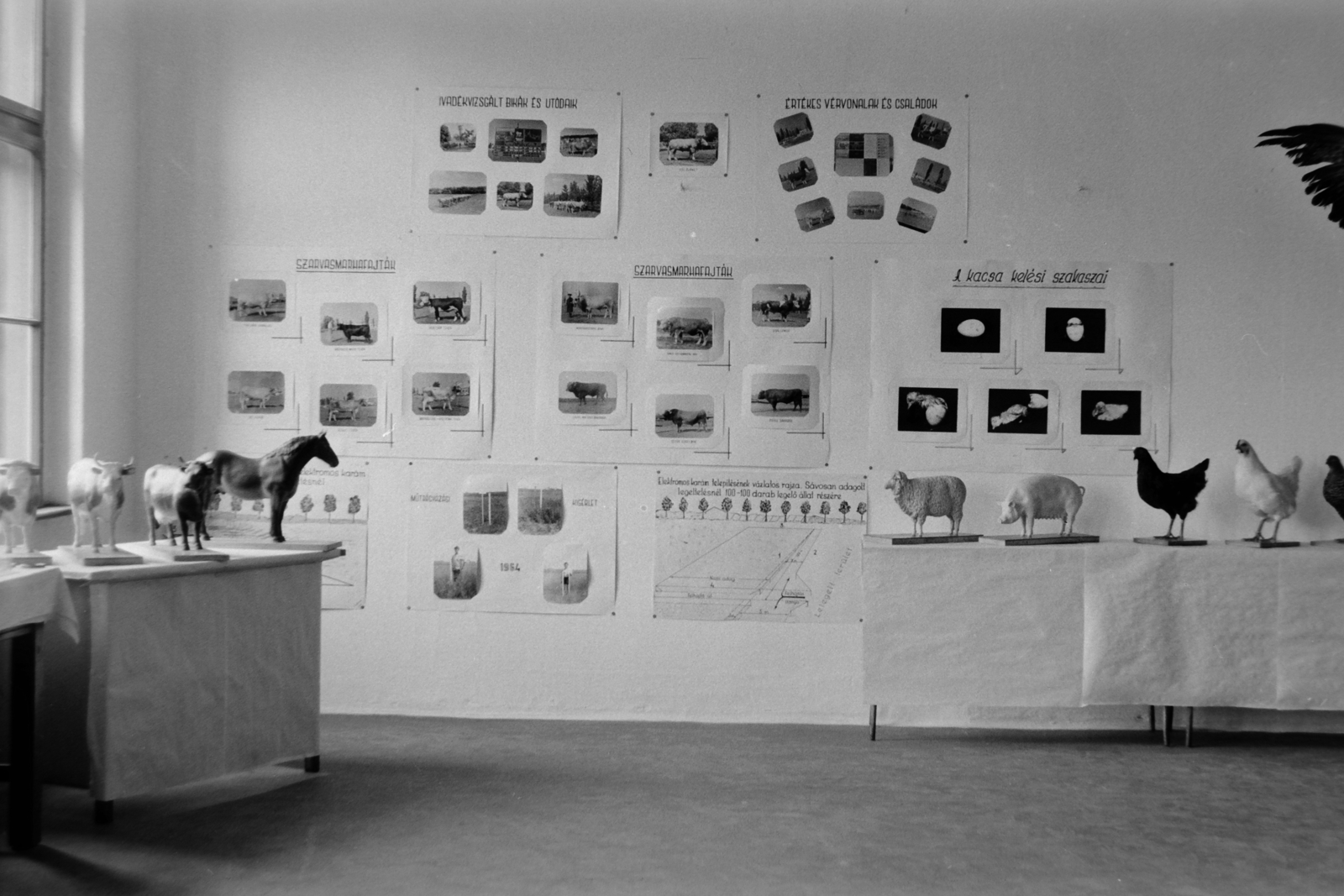 1960, Németh Tamás, museum, interior, animal, wall picture, taxidermy, Fortepan #30482