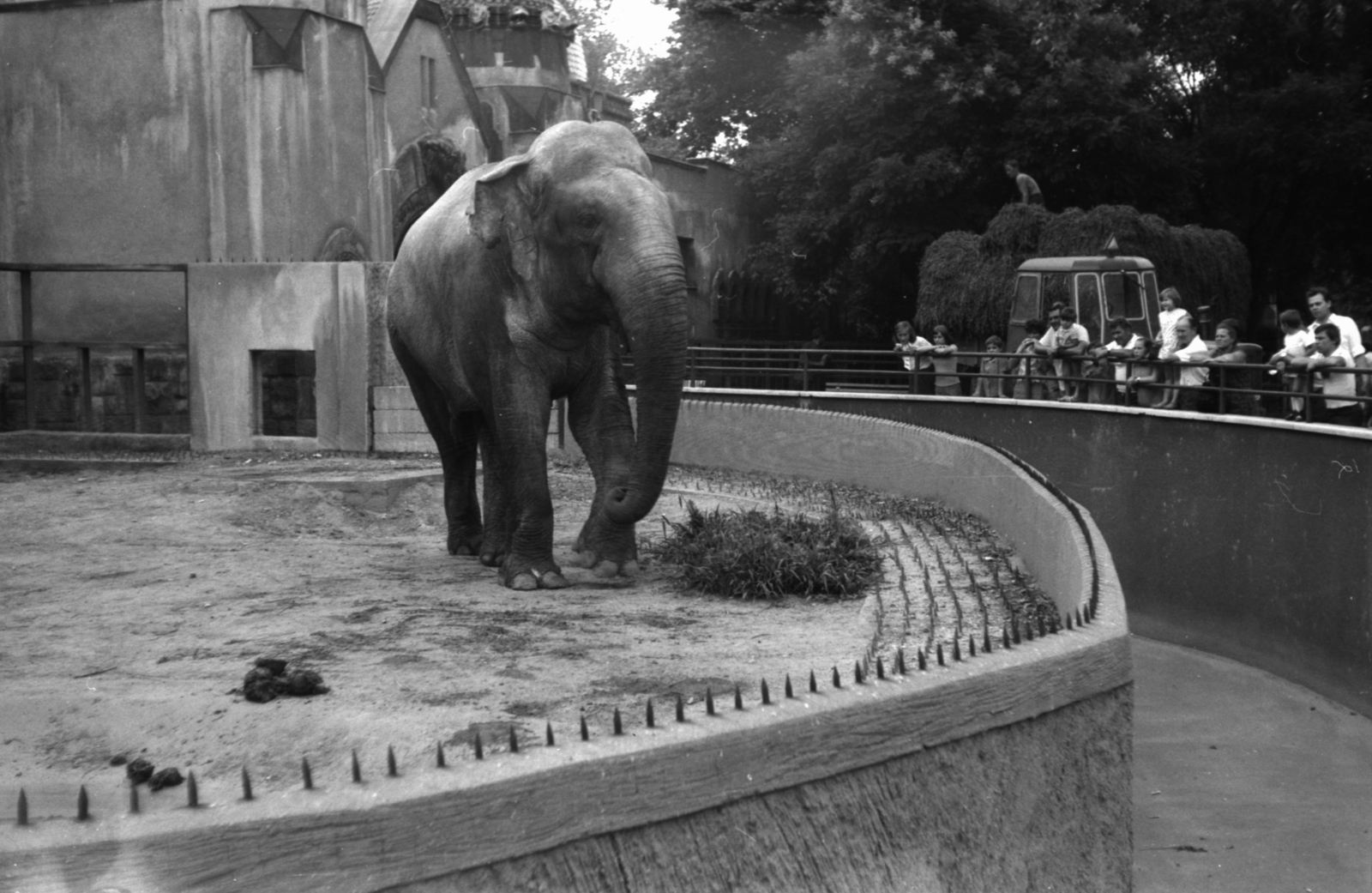 Magyarország, Városliget,Állatkert, Budapest XIV., 1972, Wein Sarolta, elefánt, traktor, széna, Budapest, Fortepan #30503