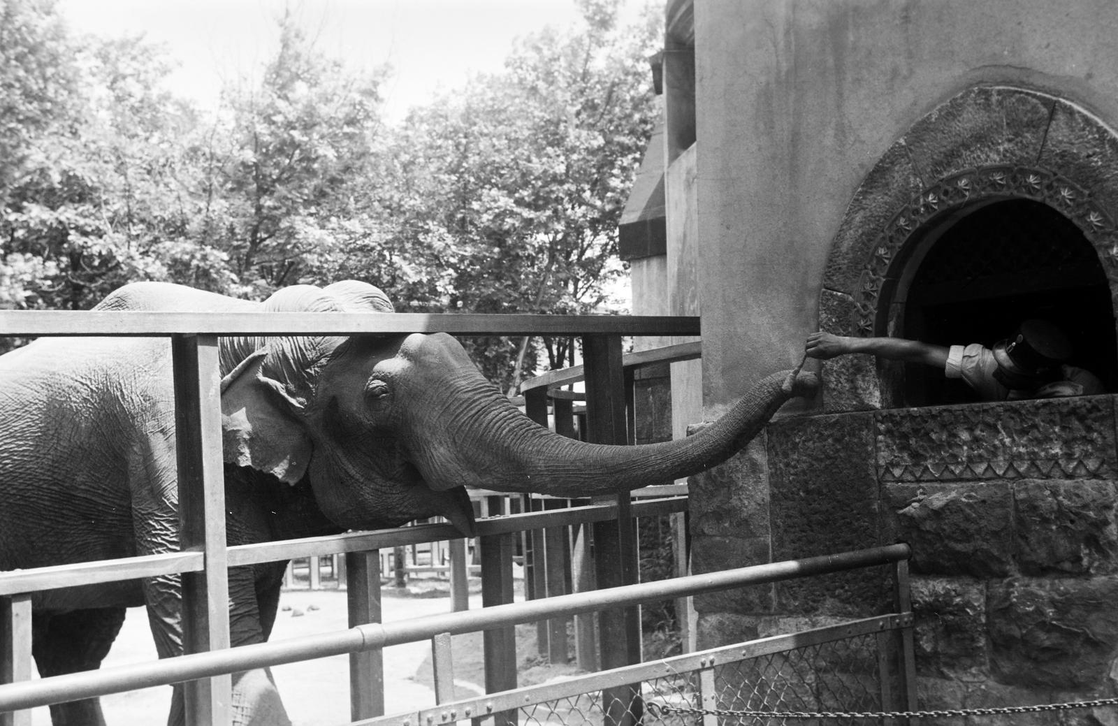 1939, Inkey Tibor, Best of, zoo, brush, elephant, carrot, Fortepan #305107