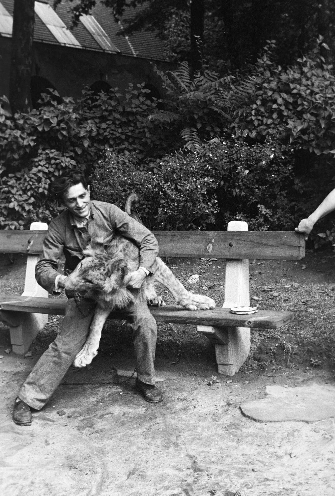 1936, Inkey Tibor, lion, Fortepan #306106