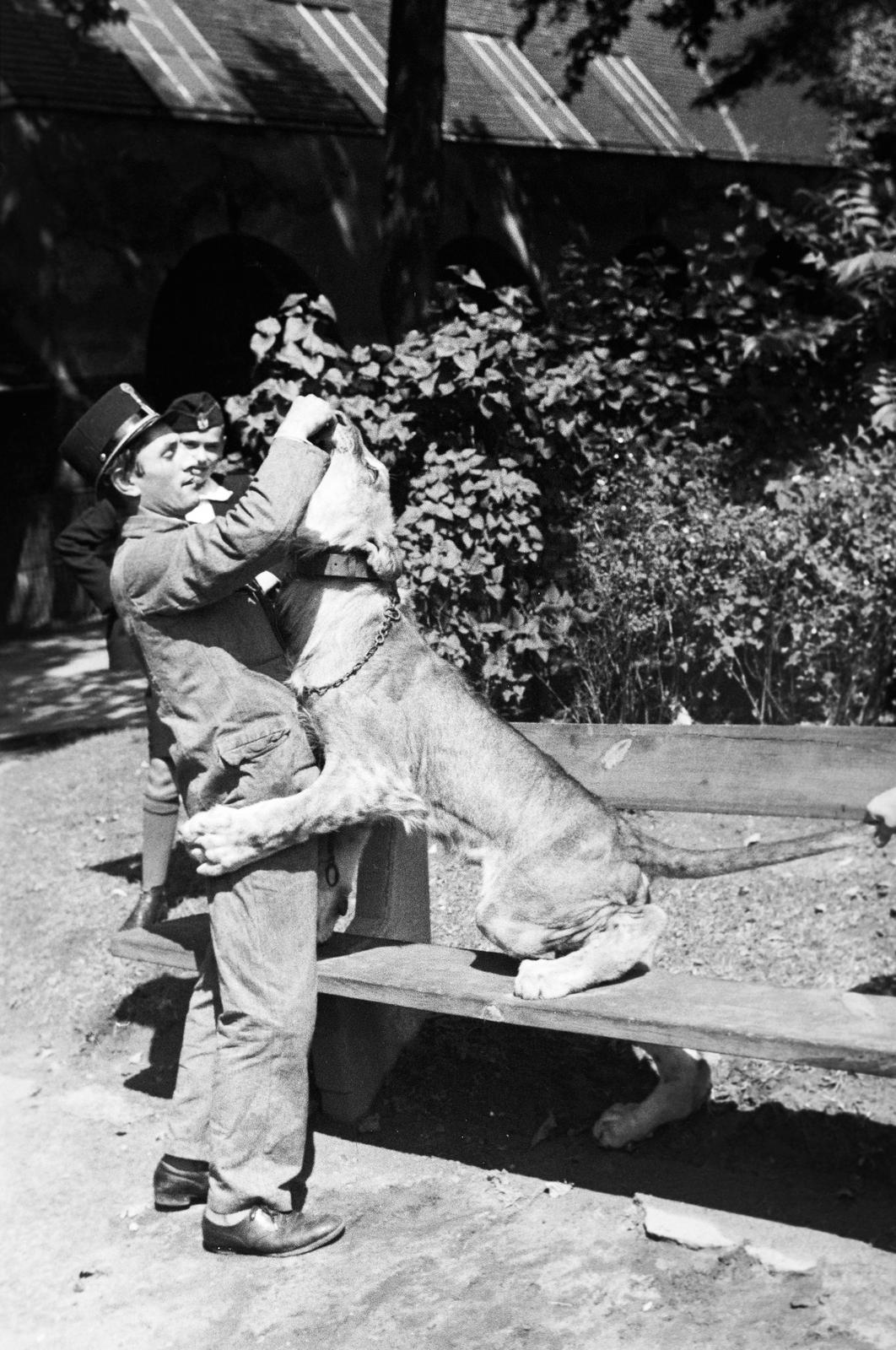 1936, Inkey Tibor, lion, Fortepan #306107