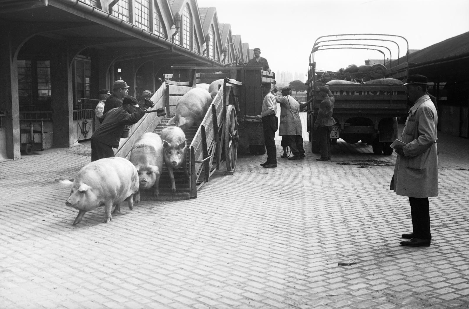 Magyarország, Budapest IX., Gubacsi út 6., Sertésközvágóhíd., 1940, Inkey Tibor, sertés, keramit, teherautó, Budapest, Fortepan #306207