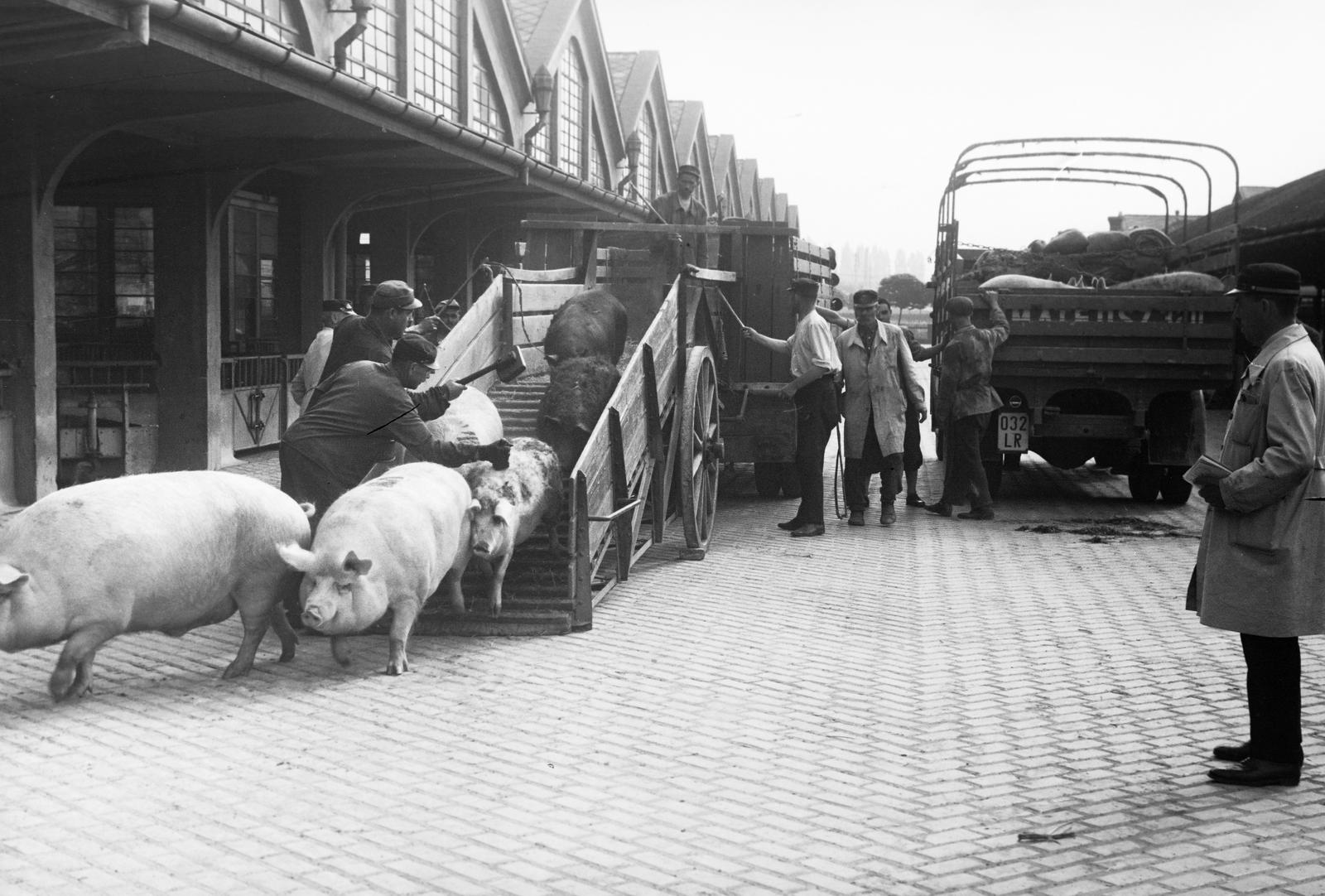 Magyarország, Budapest IX., Gubacsi út 6., Sertésközvágóhíd., 1940, Inkey Tibor, sertés, billog, Budapest, Fortepan #306208