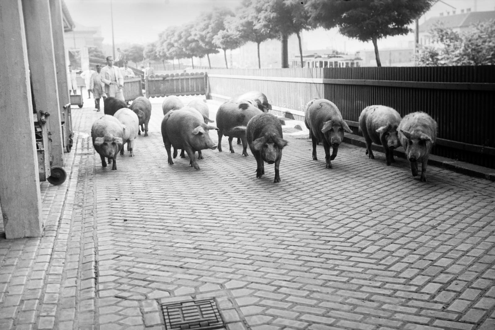 1940, Inkey Tibor, Fortepan #306209