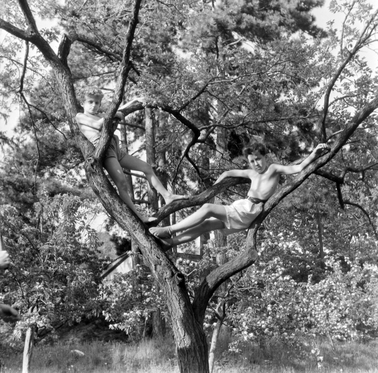 1955, Fortepan, garden, ladder, summer, boys, double portrait, sitting on a tree, Fortepan #30669