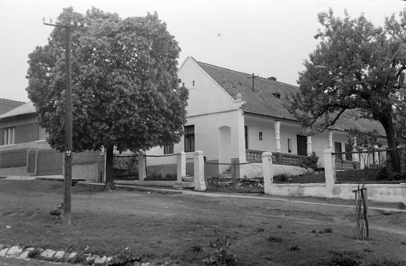 Hungary, 1965, Gazda Anikó, Fortepan #307019