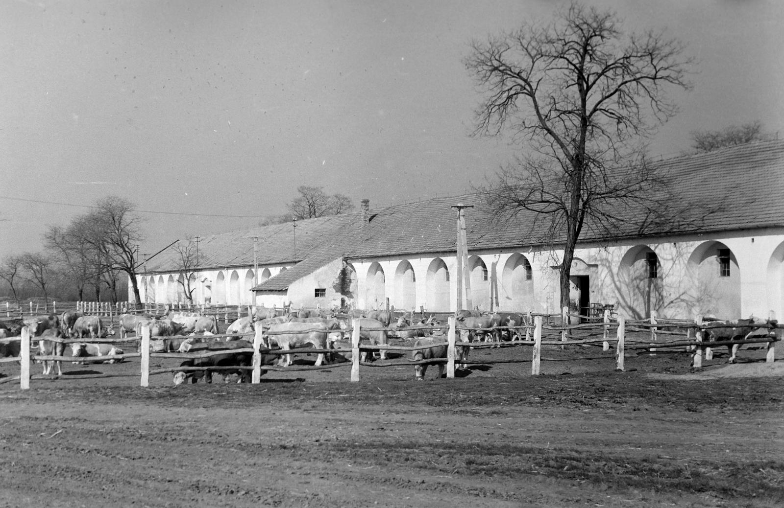 Magyarország, Mezőhegyes, Mezőhegyesi Állami Gazdaság., 1960, Gazda Anikó, istálló, szarvasmarha, marhagulya, Fortepan #307085