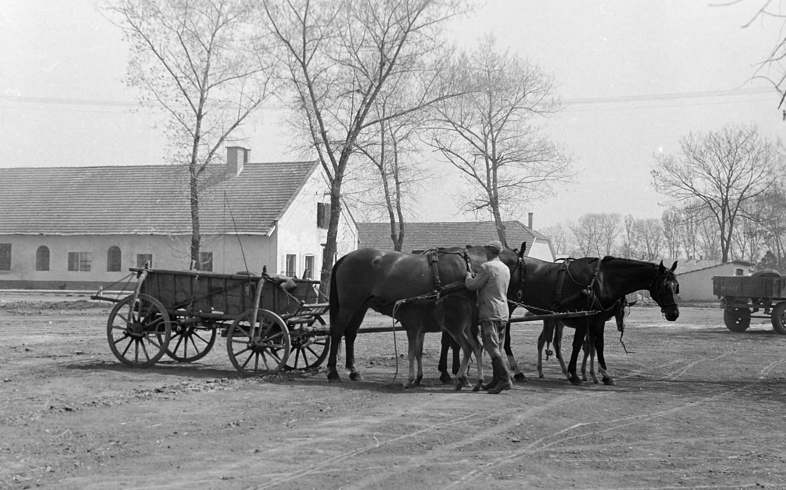 Magyarország, Mezőhegyes, Mezőhegyesi Állami Gazdaság., 1960, Gazda Anikó, lovaskocsi, csikó, Fortepan #307086