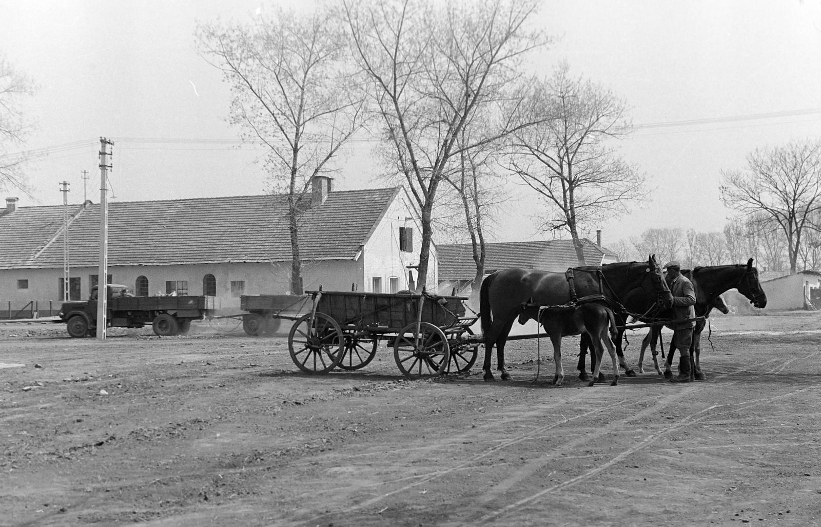 Magyarország, Mezőhegyes, Mezőhegyesi Állami Gazdaság., 1960, Gazda Anikó, szekér, lovaskocsi, csikó, teherautó, Csepel-márka, Fortepan #307087