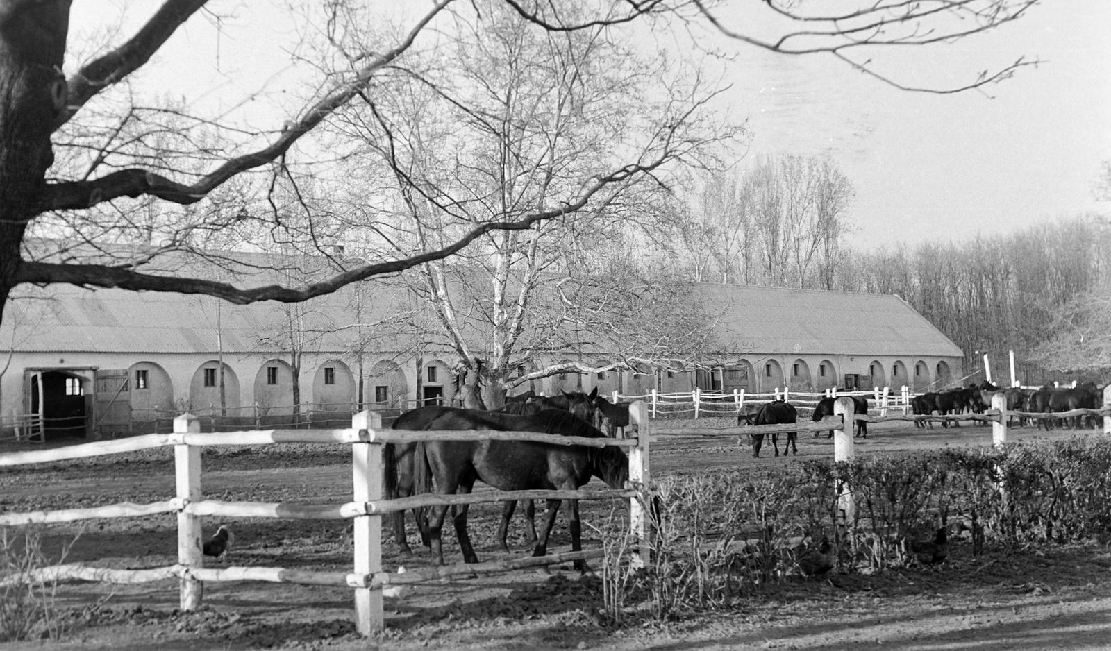 Magyarország, 1960, Gazda Anikó, istálló, ló, Fortepan #307103