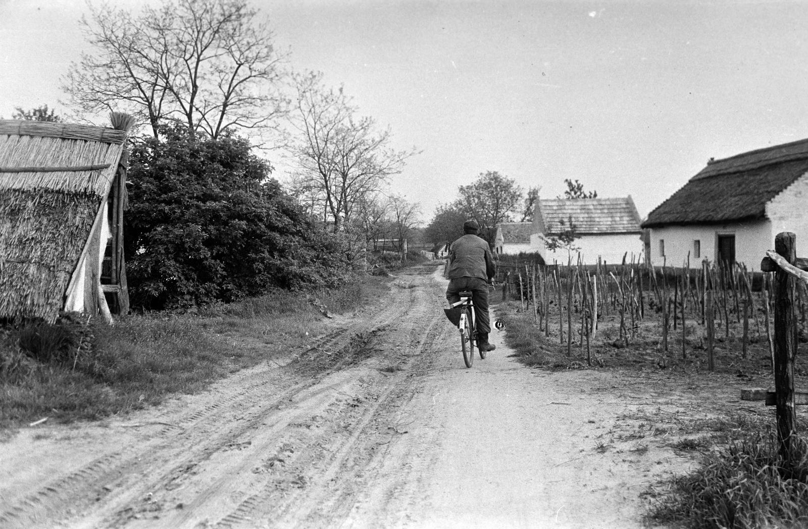 Hungary, 1963, Gazda Anikó, vine, dirt road, Fortepan #307135