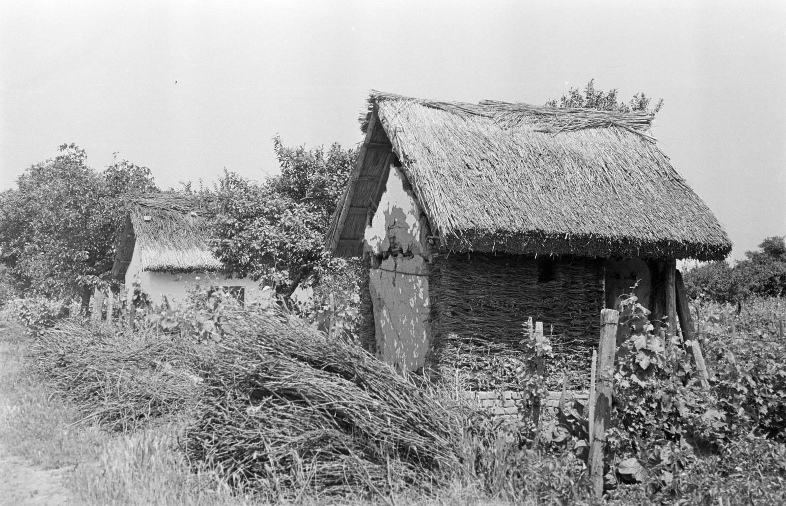 Hungary, 1965, Gazda Anikó, Fortepan #307178