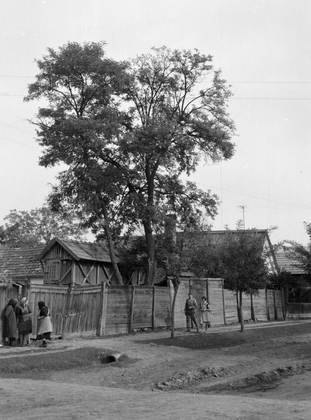 Magyarország, 1968, Gazda Anikó, Fortepan #307204