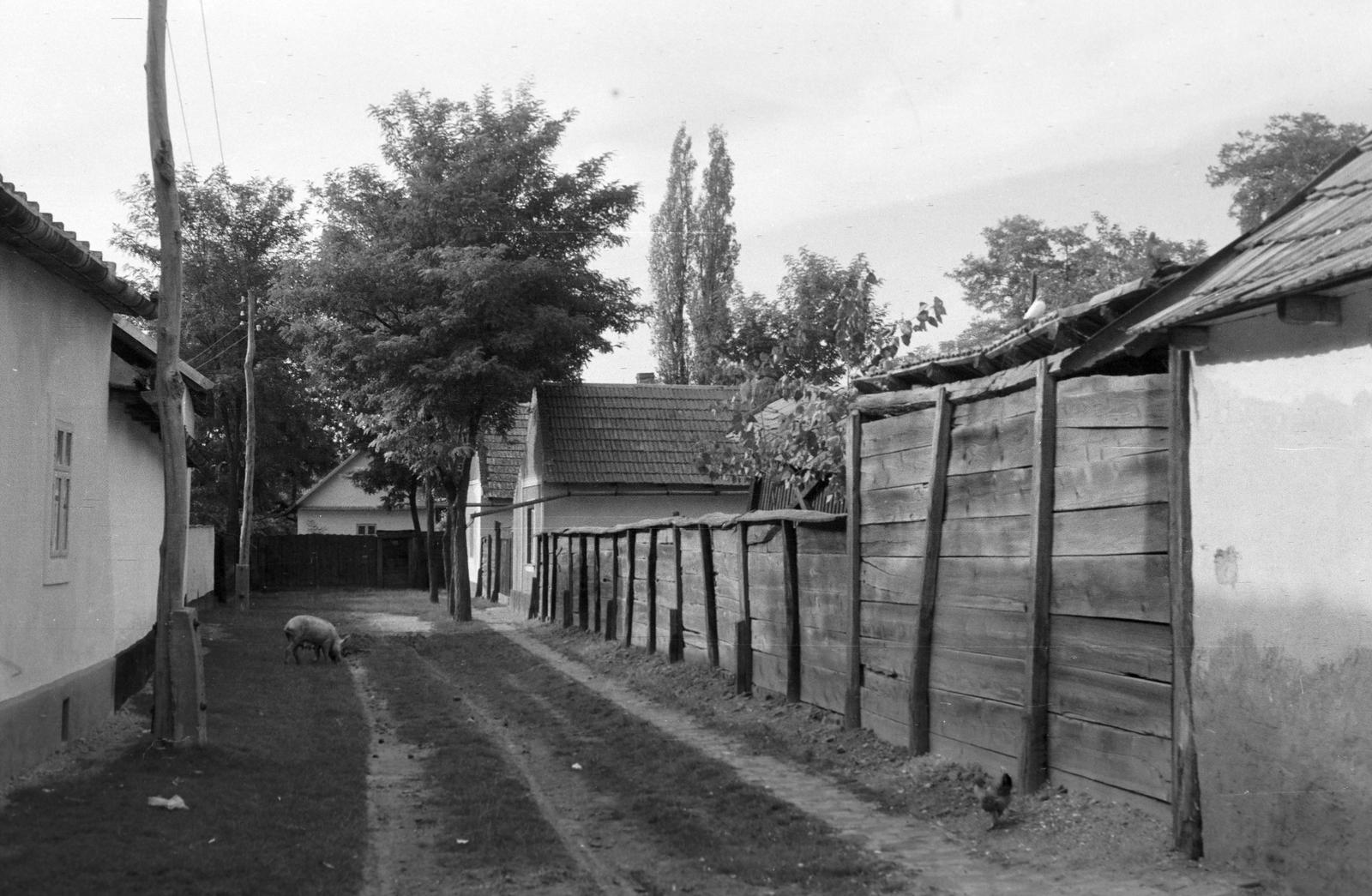 Magyarország, 1968, Gazda Anikó, Fortepan #307205