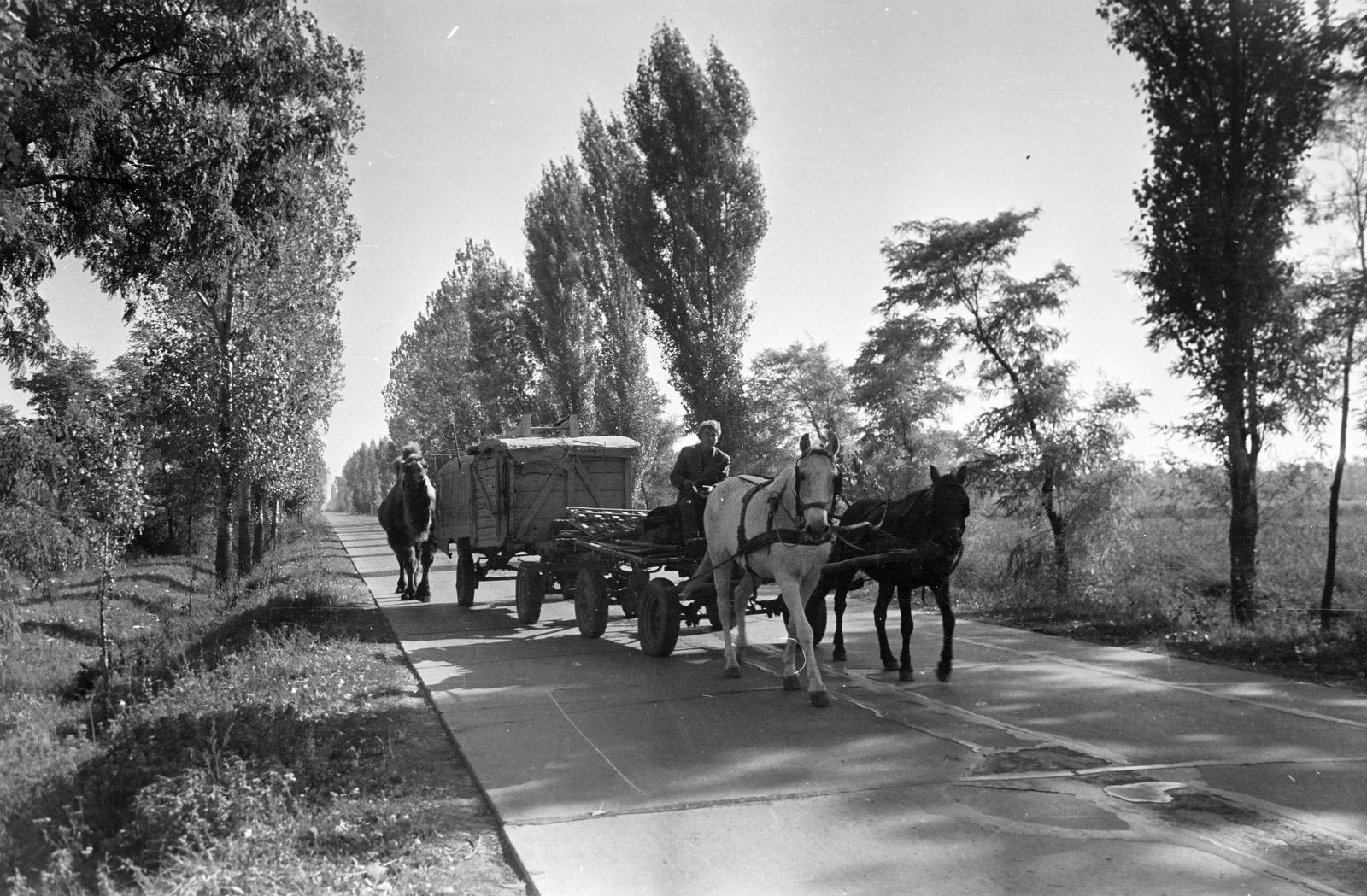 Magyarország, 1963, Gazda Anikó, Fortepan #307322